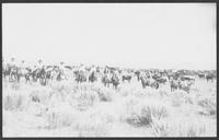 Cattle Drive Near Englewood, Kansas