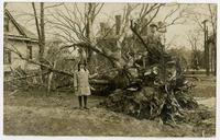 Children on uprooted tree (1911 Tornado)