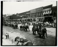 Parade of over a dozen elephants (Semi-Centennial Parade)
