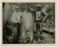 Abe Burns and Jake Washington with 90 and 110 lb. catfish caught in the Kaw River at Lawrence