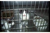 Lawrence Humane Society