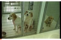 Lawrence Humane Society