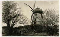 Windmill - Side view with stone wall and blooming trees