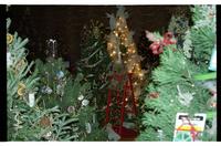 Festival of Trees