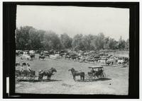 People in Buggy in Front of Herd of Cattle