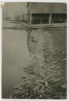 Dead Fish at Lakeview