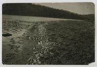 Dead Fish at Lakeview