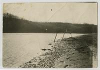 Dead Fish at Lakeview