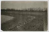 Dead Fish at Lakeview