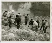 Men sandbagging (1951 Flood)
