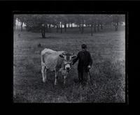 Old soldier with cow