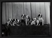 Row of puppies