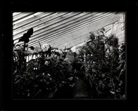 Greenhouse interior