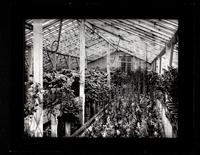 Greenhouse interior