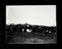 Cattle in feed lot, Ryan Bros. Cattle Company