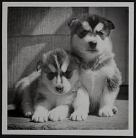 Puppies of Kaiana and Anadyr, Alaskan Husky owned by Mr. and Mrs. Dick Docking.