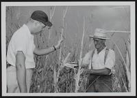 Grasshoppers - Leavenworth Country Farm Agent Don Flentie (left) and Oliver new examine damage to corn in field of New.