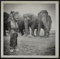 Circus - Kevin Heck with Elephants of Ringing Bros.
