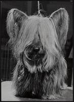 Lawrence - Jayhawk Kennel Club dog show - Skye Terrier roaring storm of Irodell owned by Robert Hammond, Independence, MO. Afghan Hound Ben Ghazi&#39;s Kaneife owned by Don Henderson, KCMO. Dachshunds - Rhoda and Henrietta owned by Dr. and Mrs. L. J. Howell KCMO.