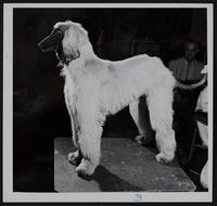 Lawrence - Jayhawk Kennel Club dog show - Skye Terrier roaring storm of Irodell owned by Robert Hammond, Independence, MO. Afghan Hound Ben Ghazi&#39;s Kaneife owned by Don Henderson, KCMO. Dachshunds - Rhoda and Henrietta owned by Dr. and Mrs. L. J. Howell KCMO.