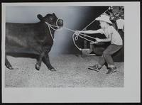 4H Fair - unidentified boys and calf.