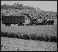 Farming - cutting alfalfa on Jack Laptad farm.