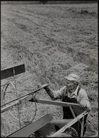 Rains stall harvest. C. G. Husted, Rt. 2, checked a combine bogged down in mud.