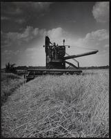 Prelude to Big Rush. Clarence Neis of Rt. 2, Eudora starts his wheat harvest.