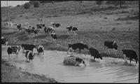 Dairy herd at pond - unidentified locale.