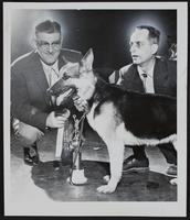 Jayhawk Kennel Club - best of show - German Shepherd- George C. Spradling (left) Judge; R. M. Brackett, owner.