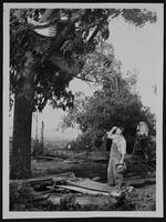 Windstorm damage - Earnest Wulfkuhle.