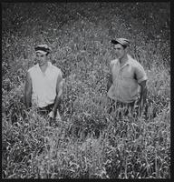 Farming wheat - Ralph Leary (left) and Norman Leary in Wheat field.