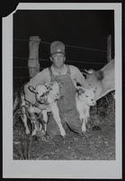 Domestic animals triplet calves - Warren Norris, Near Coffeyville KS.
