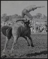 Haskell - Rodeo Haskell Indian Dance Club - group - Brahma bull and thrown rider. Bucking horse throwing rider.