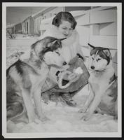 Weather - Snowfall - Mrs. Richard Docking two Alaskan huskies in snow.