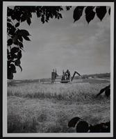 Wheat Harvest - Roy and George Hoskinson, near Vinland.