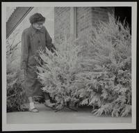 Christmas Trees - Mrs. Richard A. Nelson of Haskell Hospital examines a tree.