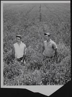 Farming wheat - Ralph Leary (left) and Norman Leary in Wheat field.