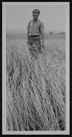Wheat Harvest - Earl Janeway examining wheat after 3 inch rain.