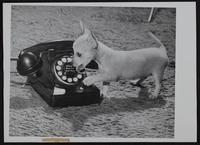Dial Telephones - Pepper, Chihuahua puppy and phone.