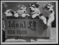 Puppies of Kaiana and Anadyr, Alaskan Husky owned by Mr. and Mrs. Dick Docking.