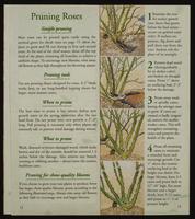 ku-nicodemus:5823-10