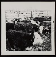 ku-nicodemus:6236-11