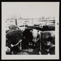 ku-nicodemus:6236-13