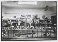 Dr. Kiernan in His Museum of Horse Anatomy, Fort Riley