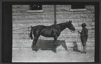 Cavalry School - Cavalry School Horse Sin Glen Held by Soldier, Fort Riley