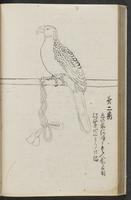 ku-speccoll:11753-40