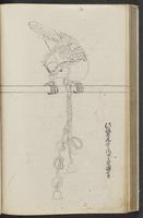 ku-speccoll:11753-46