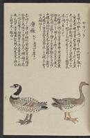 ku-speccoll:11885-121