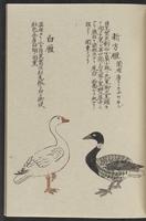 ku-speccoll:11885-123